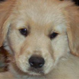 Puppy Love Greeting Cards.