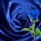 Blue Rose Of Friendship.