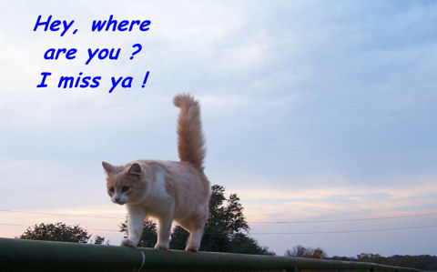 Miss You Friend, Kitty. Free Miss You eCards, Greeting Cards | 123