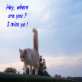 Miss You Friend, Kitty.