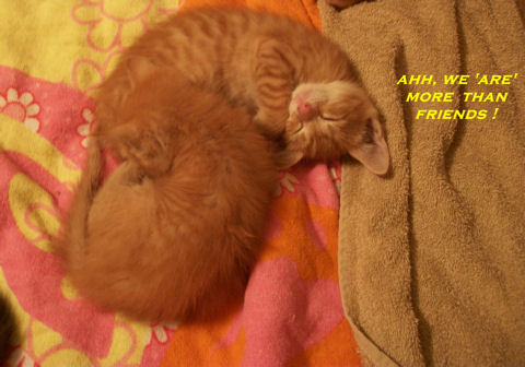 More Than Friends, Friendship Kittens.