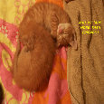 friendship-day.com : Events : Friendship Day [Aug 1] - More Than Friends, Friendship Kittens.