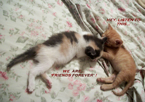 Friends Forever Kittens.