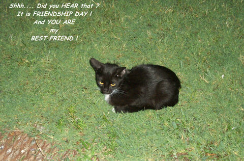 Between Women Friendship Cat.