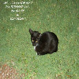 Between Women Friendship Cat.