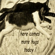 Hug Your Sweetheart Cats.