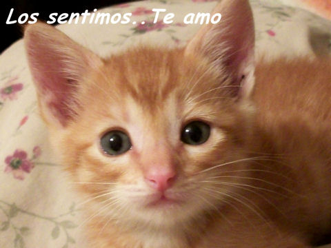 Kiss And Make Up Day Kitten.