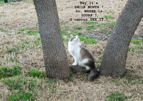 Smile All Month Long Cat!