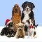 Canine Carollers.