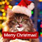 Cute Cat.