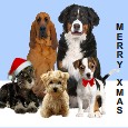Canine Carollers.