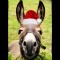 Donkey%92s Funny Christmas Song.