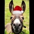 Donkey’s Funny Christmas Song.