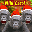 Wild Christmas Carol Singers!