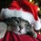 Miss You Xmas Kitten.