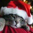 Miss You Xmas Kitten.