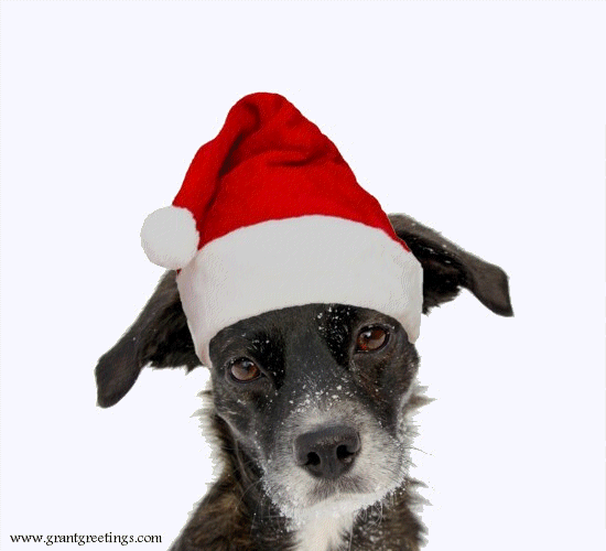 Merry Christmas - Dog In Santa Hat. Free Merry Christmas Wishes eCards | 123 Greetings