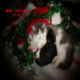 Merry Cats.