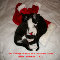 Quoting Christmas Kittens.