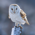 Barn Owl.