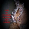 Holiday Thank You Kittens.