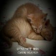 Hug Day Kittens.