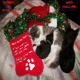 Santa Kitties Waiting Santa Kitties Waiting