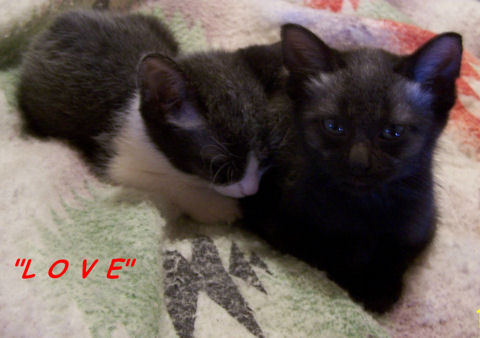 Love Kittens.