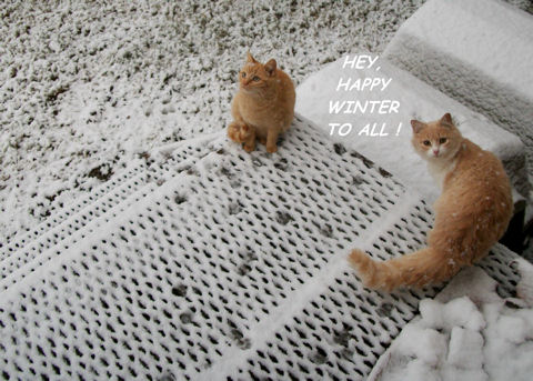 Happy Winter Cats.