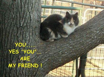 Friendship Tree Kitty.