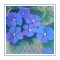 Violets.