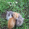 Friendship Kittens.