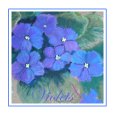 Violets.