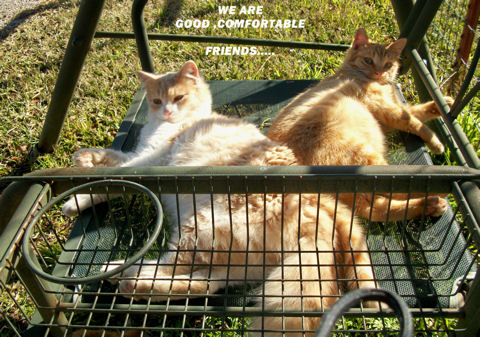 Friendship Day Cats.