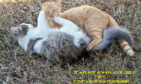 Value Friendship Cats.