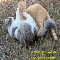 Value Friendship Cats.
