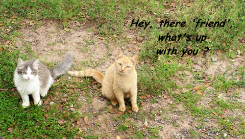 Send A Card, Cats!