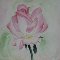 Valentine%92s Day Rose.