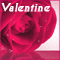 Valentine Special Rose!