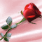 An Elegant Rose On Valentine's Day...