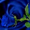 Home : Events : Valentine's Day [Feb 14] : Friends - Friendship Rose Greeting Cards.