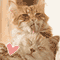 Thank You Valentine Cat Kisses.