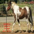 Heart Horse.