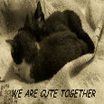 Cute Together Kittens.