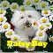 Happy Daisy Day Wishes!