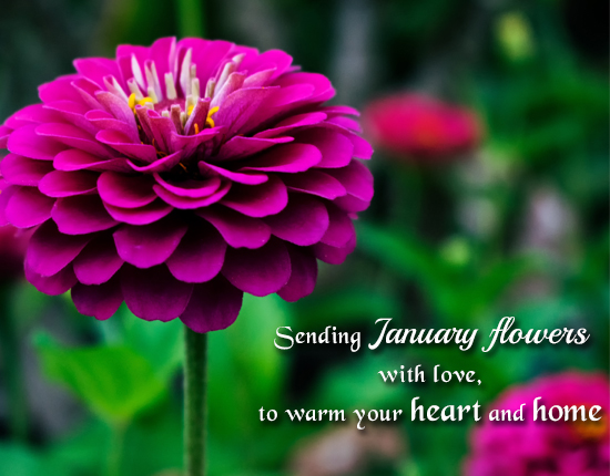 A Special Wish With January Flowers.