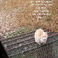 New Years Humor Cat.