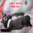 Warm Hugs Kittens.