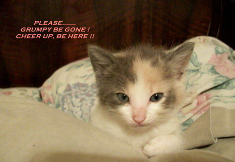 Cheer Up Kitten.