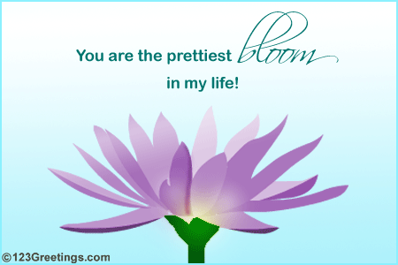 Prettiest Bloom...